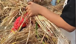 割麦子视频,汗水与收获的交响曲